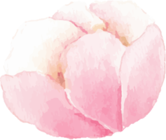 watercolor pink peony flower and green leaves elements png