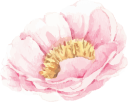 flor de peônia rosa aquarela e elementos de folhas verdes png