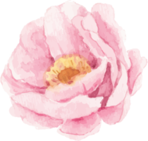 watercolor pink peony flower and green leaves elements png