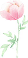 waterverf roze pioen bloem en groen bladeren elementen png