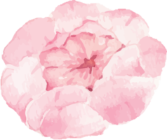 watercolor pink peony flower and green leaves elements png