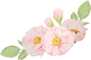 vattenfärg rosa reste sig blomma bukett png