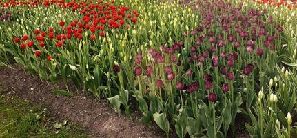 Tulips. Wonderful spring flowers photo