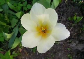 White tulip. A wonderful spring flower photo