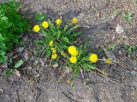 Dandelions. Wonderful spring flowers photo