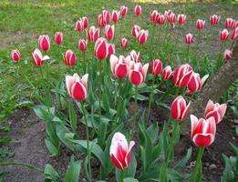 tulipanes rosas. maravillosas flores de primavera foto