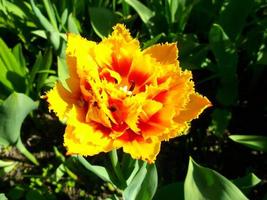 Orange tulip. A wonderful spring flower photo