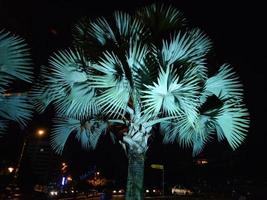 Guadalupe palm tree illuminated at night in the city photo