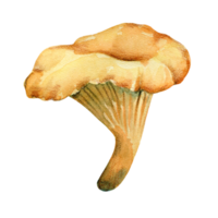 cogumelo comestível, cogumelo chanterelle laranja brilhante, ilustração em aquarela png