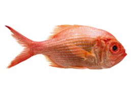 fish on a transparent background png