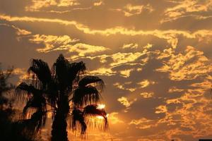 Palm trees in city park during sunrise photo