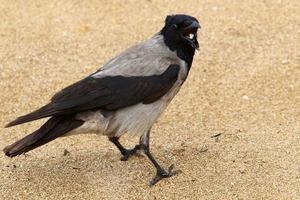 Hooded crow in a city park in Israel photo