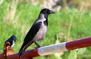 Hooded crow in a city park in Israel photo