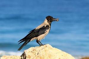 Hooded crow in a city park in Israel photo