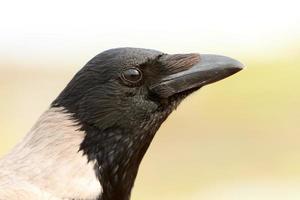 Hooded crow in a city park in Israel photo