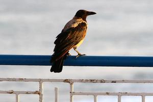 Hooded crow in a city park in Israel photo