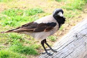 Hooded crow in a city park in Israel photo