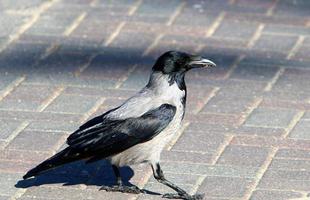 Hooded crow in a city park in Israel photo