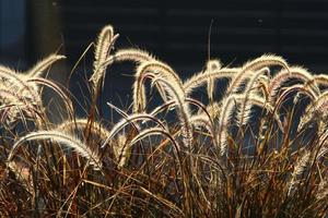 Field spikelets natural dried flowers 80 centimeters high. photo