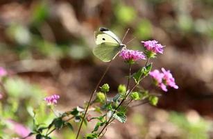 A multi-colored butterfly sits sits on a flower in a city park. photo