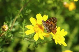 una mariposa multicolor se sienta en una flor en un parque de la ciudad. foto