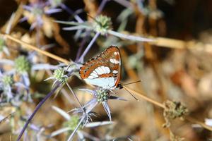 una mariposa multicolor se sienta en una flor en un parque de la ciudad. foto