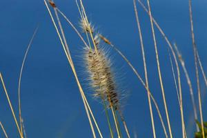 Field spikelets natural dried flowers 80 centimeters high. photo