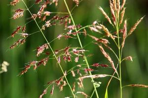 espiguillas de campo flores secas naturales de 80 centímetros de altura. foto