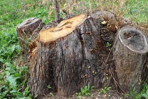 An old stump is a small part of a felled tree trunk. photo