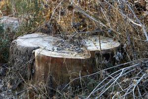 An old stump is a small part of a felled tree trunk. photo