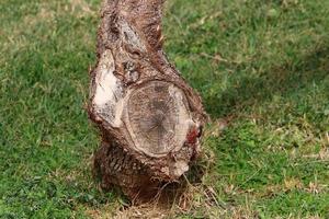 An old stump is a small part of a felled tree trunk. photo