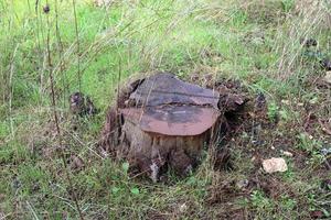 An old stump is a small part of a felled tree trunk. photo