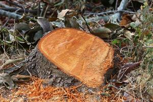 An old stump is a small part of a felled tree trunk. photo