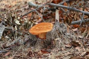 An old stump is a small part of a felled tree trunk. photo