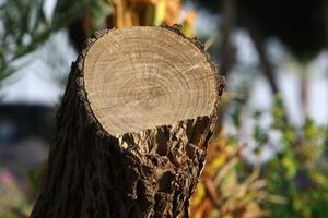 An old stump is a small part of a felled tree trunk. photo