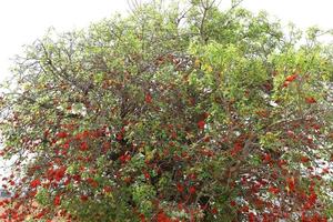 erythrina cockscomb florece en un parque de la ciudad en el norte de israel. foto