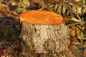 An old stump is a small part of a felled tree trunk. photo