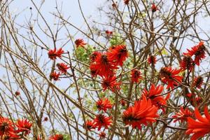 erythrina cockscomb florece en un parque de la ciudad en el norte de israel. foto