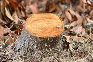 An old stump is a small part of a felled tree trunk. photo