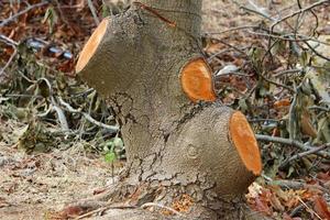 un tocón viejo es una pequeña parte de un tronco de árbol talado. foto