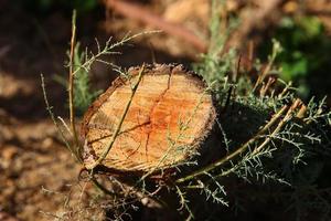 An old stump is a small part of a felled tree trunk. photo