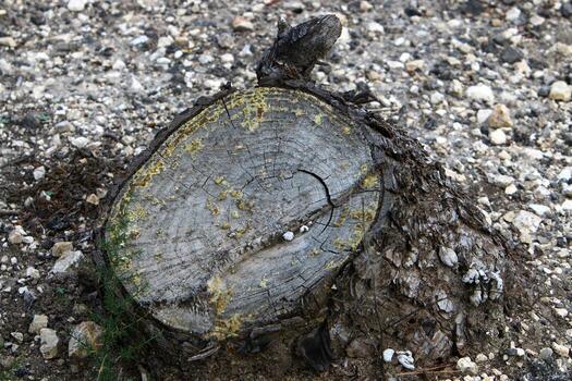 An old stump is a small part of a felled tree trunk. photo