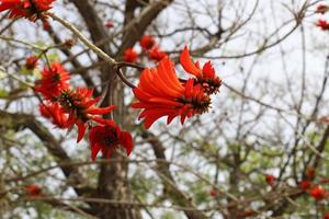 Erythrina cockscomb blossoms in a city park in northern Israel. photo