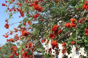 erythrina cockscomb florece en un parque de la ciudad en el norte de israel. foto