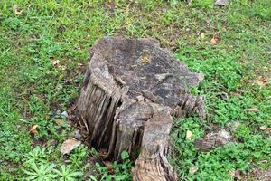 An old stump is a small part of a felled tree trunk. photo