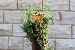 un tocón viejo es una pequeña parte de un tronco de árbol talado. foto