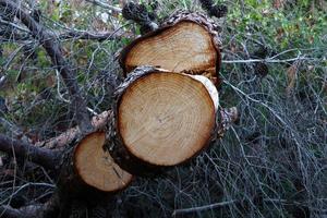 An old stump is a small part of a felled tree trunk. photo