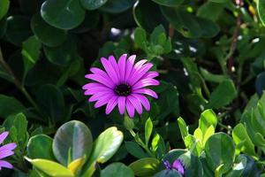 Chrysanthemums bloom in a city park in northern Israel. photo