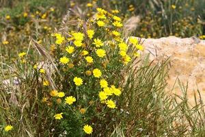 los crisantemos florecen en un parque de la ciudad en el norte de israel. foto