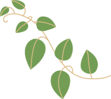 Simplicity ivy freehand drawing png